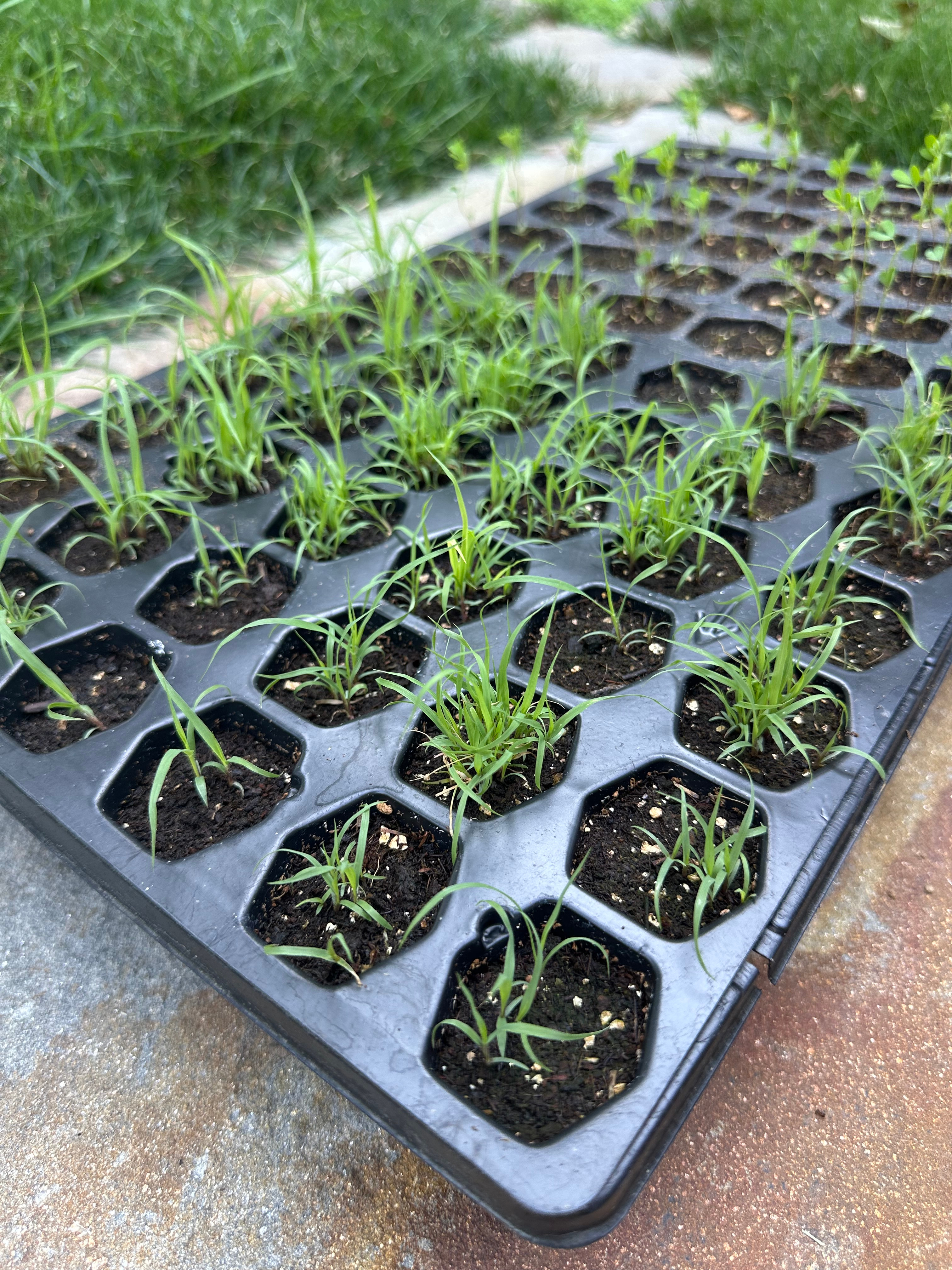 Purple lovegrass seedlings